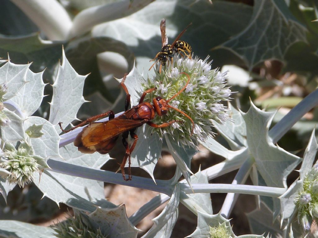 Sphecidae... ? No, Pompilidae: Entomobora sp.